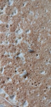 消费者评论 - 食品安全 Tesco Salford, Pendleton Way, Salford, UK ABRA-CA-DEBORA pancakes Recall of pancakes bought them fro... 照片 #2