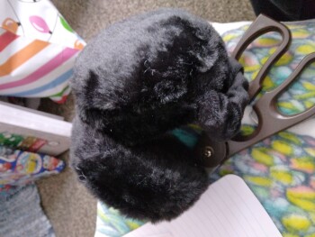 消费者安全报告 I am reporting a package I did not order!!! I received a package I did not order! I have been waitin... 照片 #1