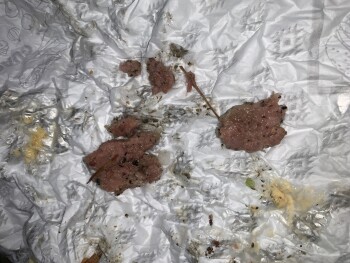 Avaliação do consumidor - Segurança alimentar Del Taco, 14th Avenue Southeast, Albany, OR, USA Ordered a double del burger this afternoon at about... foto #2