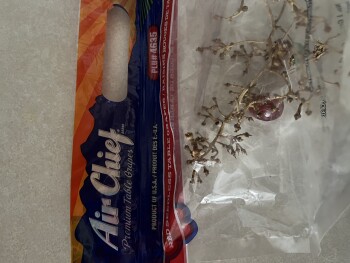 Air Chief grapes, Argyle, MN 56713, USA photo #1