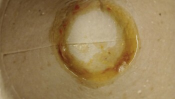 Reseña del consumidor - Seguridad alimentaria Subway, Westfield stratford city, London, UK My son 5 years old he's got special need he had tuna sa... foto #1