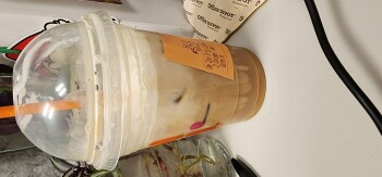 Consumer Review - Food Safety Dunkin' Donuts, 8th Avenue, New York, NY, USA I ordered an iced caramel latte with oat milk because... photo #1
