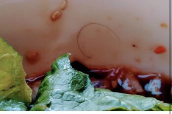 Shiki Sushi Sportsbar Redlands, San Bernardino Avenue, Redlands, CA, USA photo #1