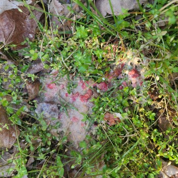 Special k with red berries, Food Lion, Lankford Highway, Cape Charles, VA, USA صورة فوتوغرافية #1