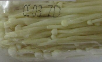 食品召回 Golden Mushroom Enoki Mushroom - recalled due to Listeria monocytogenes The Golden Mushroom Enoki Mu... 照片 #4