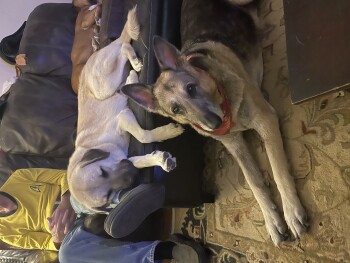 I need my power restored as soon as possible foto #1